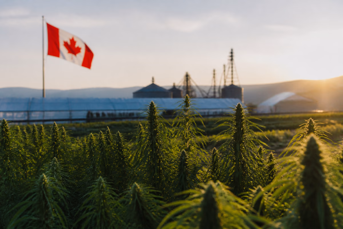 Piante di cannabis in un campo al tramonto con bandiera canadese, serre e silos sullo sfondo