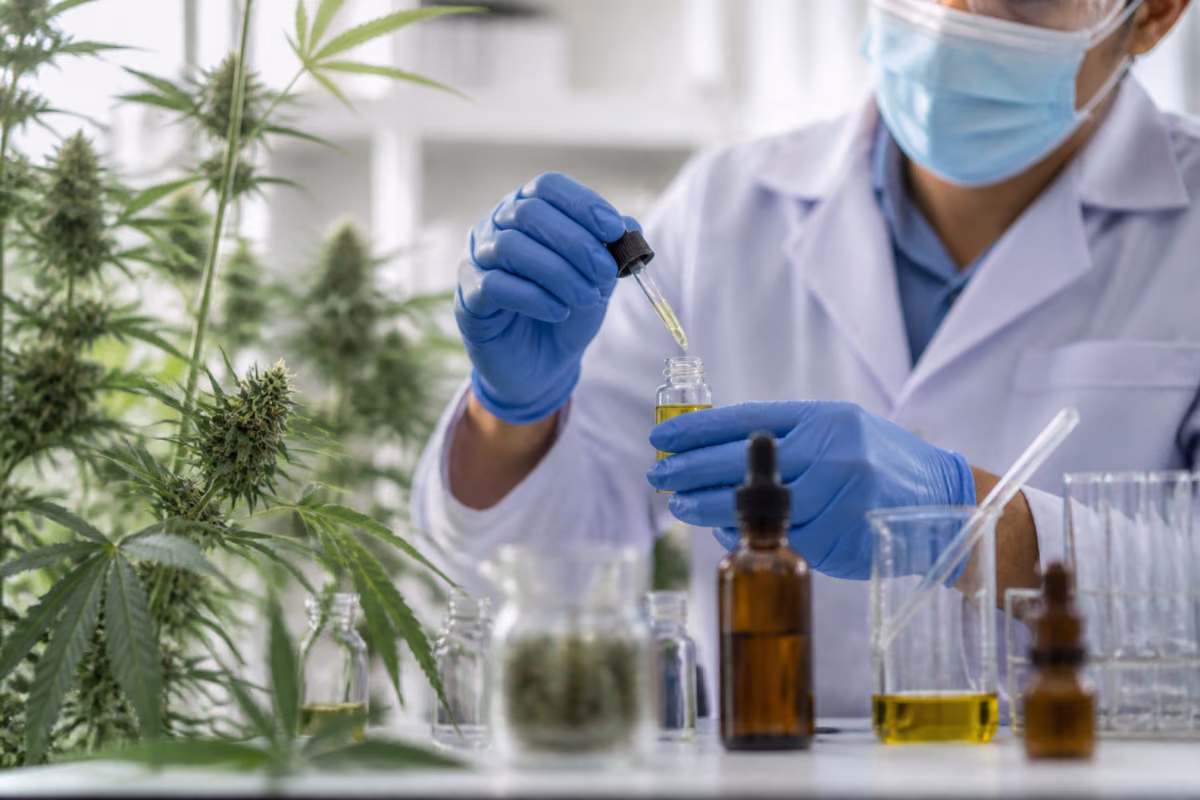 Ricercatore in laboratorio versa olio di cannabis con un contagocce in una fiala accanto a piante di cannabis