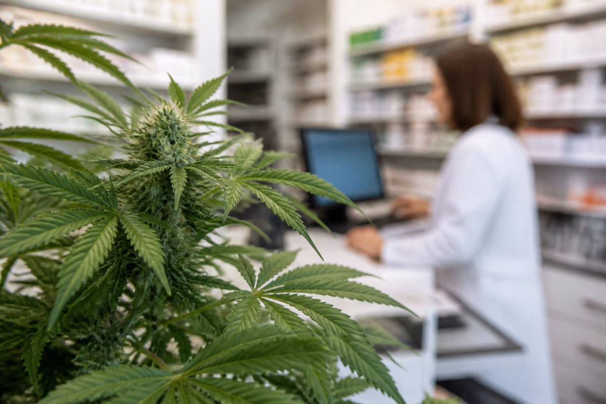 Pianta di cannabis in fiore in primo piano, sullo sfondo sfocato una farmacista al computer